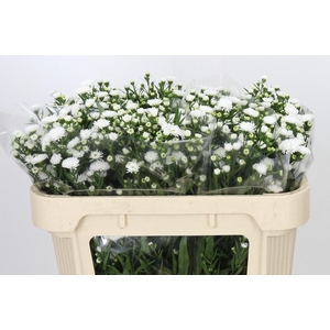 Aster Pretty Wendy