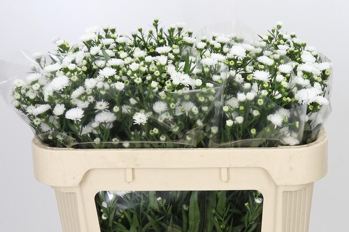 <h4>Aster Pretty Wendy</h4>