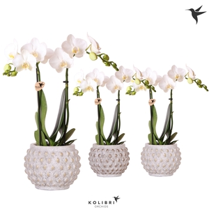 Kolibri Orchids Phalaenopsis white 2spike in Marrakesh gold/copp
