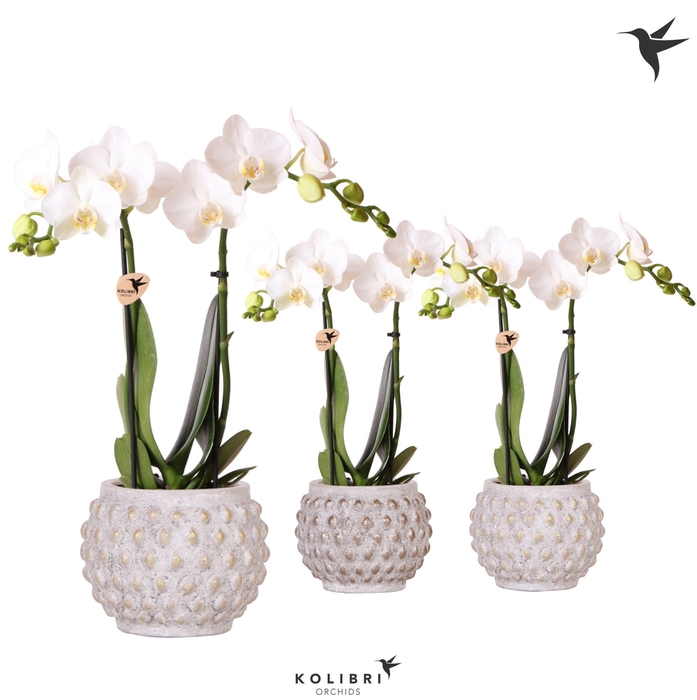 <h4>Kolibri Orchids Phalaenopsis white 2spike in Marrakesh gold/copp</h4>