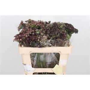 DAUCUS CAROTA DARA