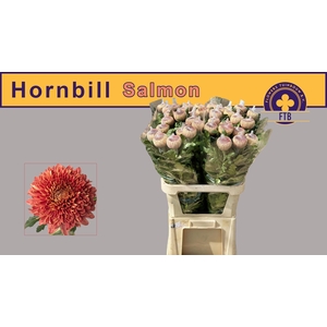 CHR G HORNBILL SALM