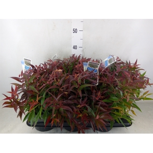 Leucothoe keiskei 'Burning Love'