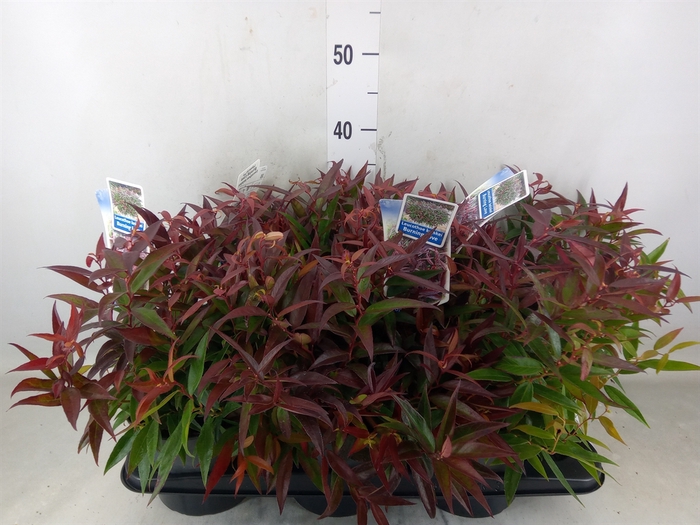 <h4>Leucothoe keiskei 'Burning Love'</h4>