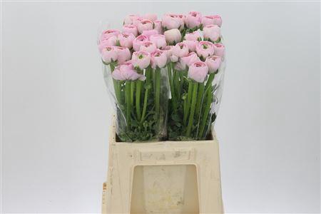 Ran Su Real Marleene