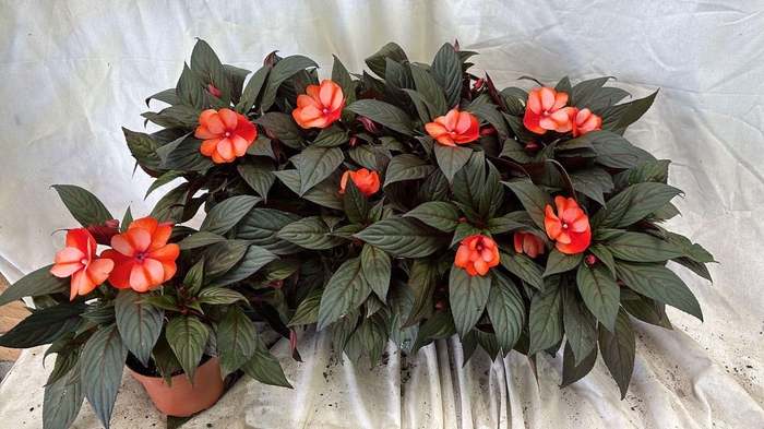 <h4>IMPAT NG OV</h4>