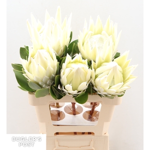 Protea Ayoba Arctic Ice