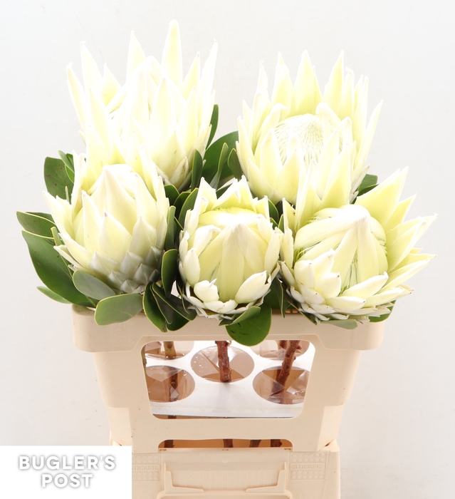 <h4>Protea Ayoba Arctic Ice</h4>