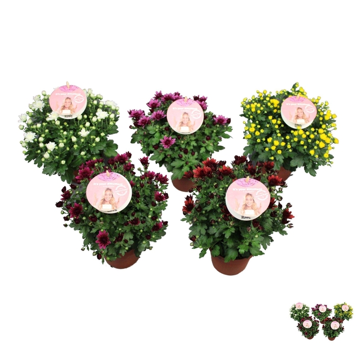 <h4>CHRYS GARDEN MUMS GM</h4>