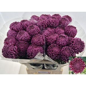 Chr G Bigoudi Purple