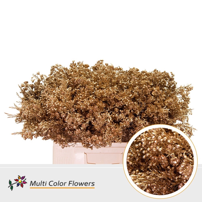 <h4>Wax Apricot</h4>