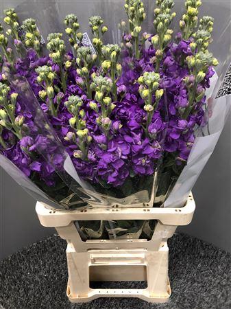 <h4>Matth Iron Blue</h4>