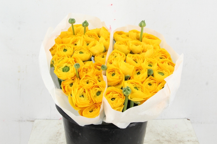 <h4>RAN SUCCES YELLOW</h4>