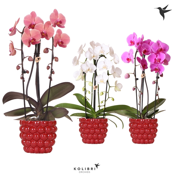 <h4>Kolibri Orchids Cascade Niagara fall 2 spike in berry</h4>