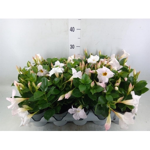Mandevilla am. 'Sundav White'