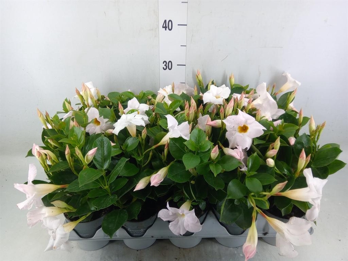<h4>Mandevilla am. 'Sundav White'</h4>