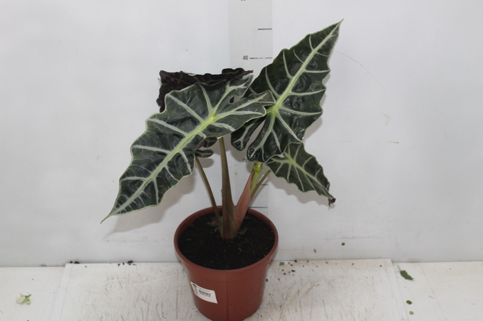 <h4>ALOCASIA POLLY P17</h4>