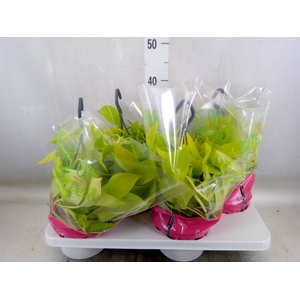 Epipremnum pinn. 'Golden Pothos' HG