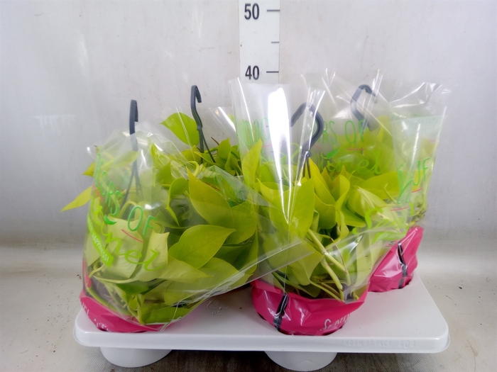 <h4>Epipremnum pinn. 'Golden Pothos' HG</h4>