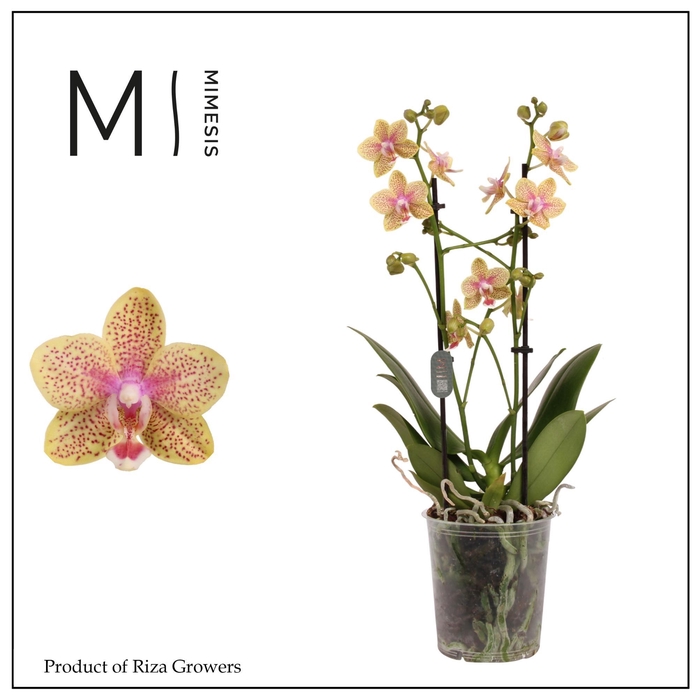 <h4>Phalaenopsis Cousteau 2 spike – 9cm | Mimesis</h4>