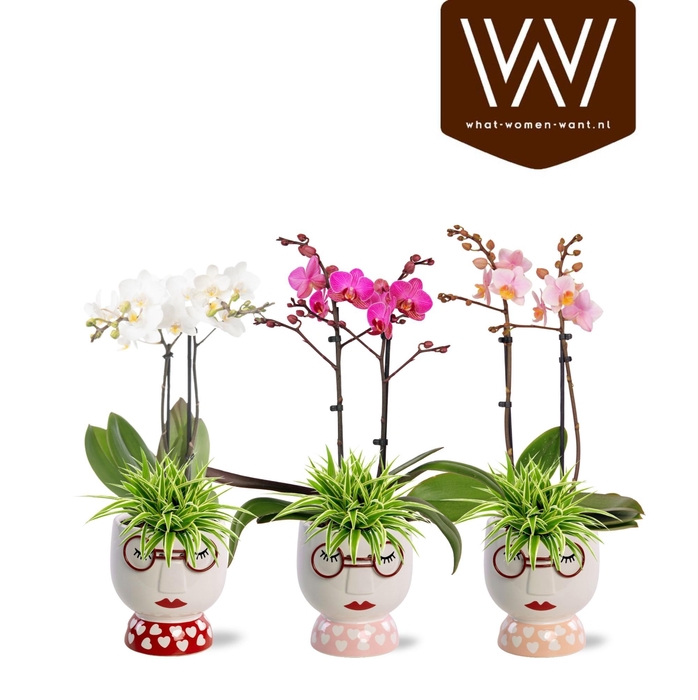 <h4>Collectie "Sympathetic Moods" - Arrangement in pot Steffie</h4>