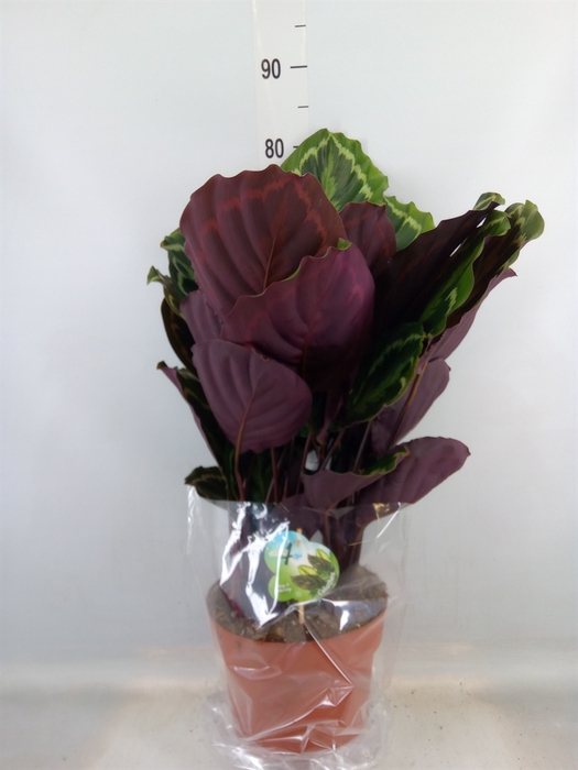 <h4>Calathea  'Medallion'</h4>