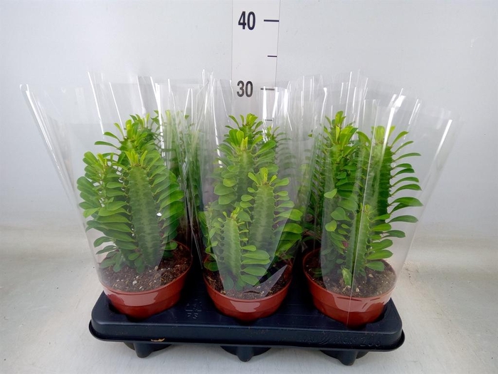 <h4>Euphorbia trigona</h4>