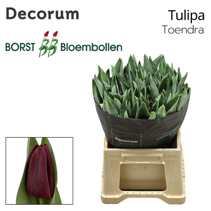 <h4>TU EN TOENDRA</h4>