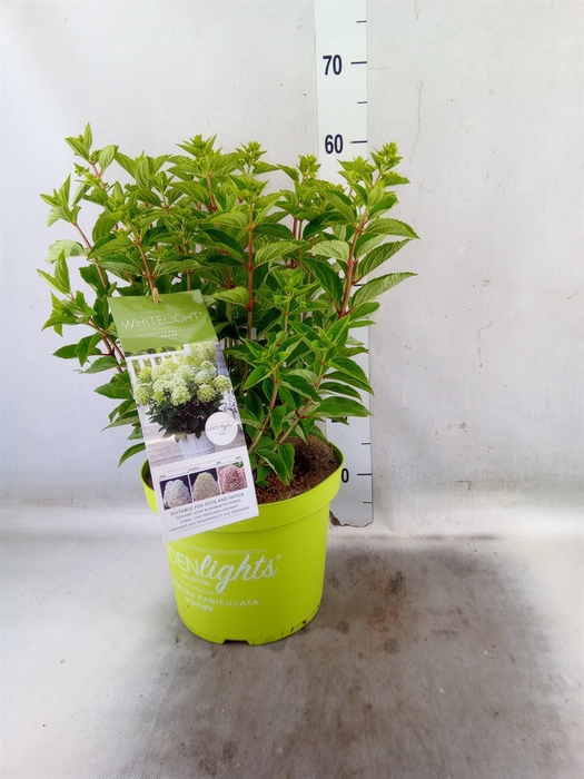 <h4>Hydrangea pan.</h4>