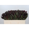 Leucadendron Saf Sunset Dark Red