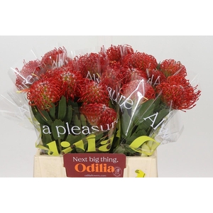 Nutans Ayoba Red