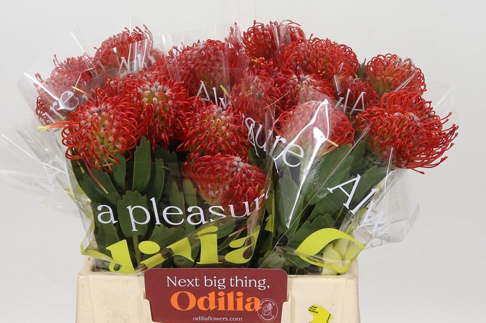 <h4>Nutans Ayoba Red</h4>