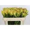 Leucadendron Goldstrike