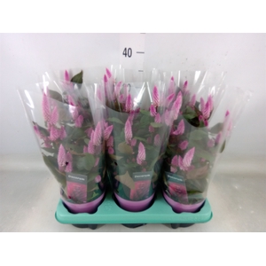 Celosia spic. 'Merida Pink'