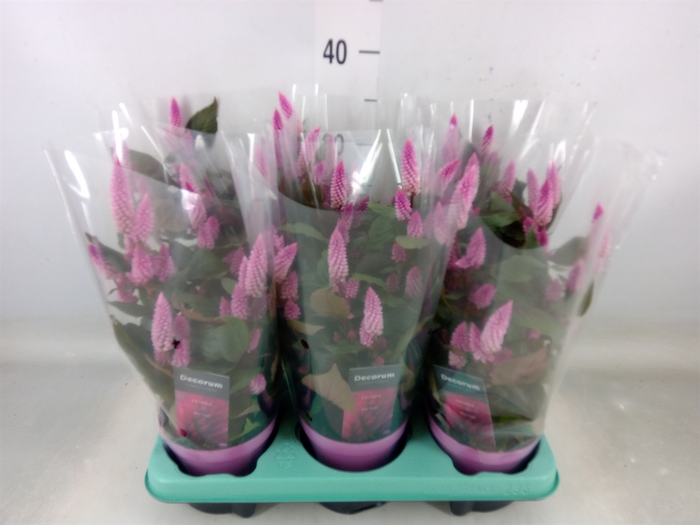 <h4>Celosia spic. 'Merida Pink'</h4>