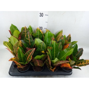 Codiaeum var. GR 'Petra'