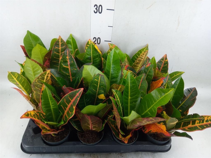 <h4>Codiaeum var. GR 'Petra'</h4>