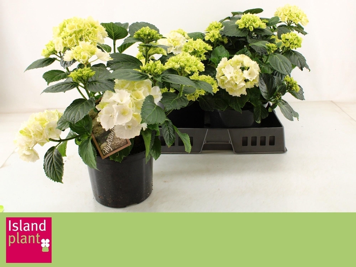 <h4>HYDR M SCHNEEBALL</h4>