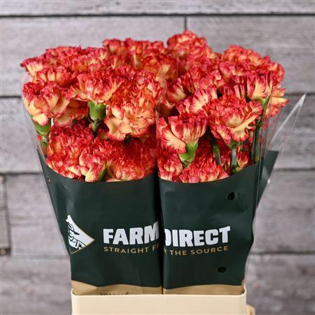 <h4>Di St Zenit</h4>