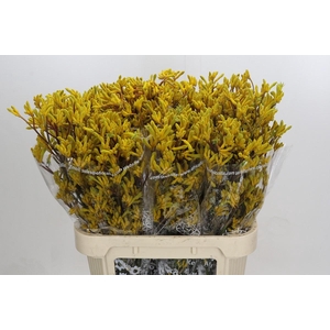 Anigozanthos Skippy Midday