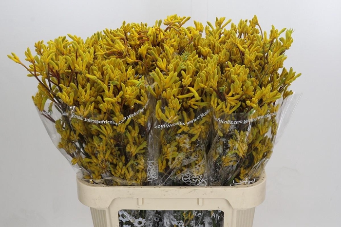 <h4>Anigozanthos Skippy Midday</h4>