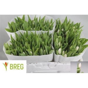 XXXX TU EN INZELL     SF