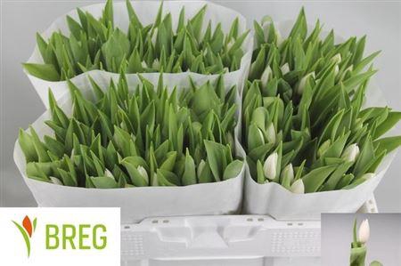 <h4>XXXX TU EN INZELL     SF</h4>