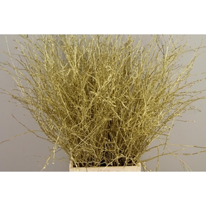 Betula Bs Paint Ant. Gold FST