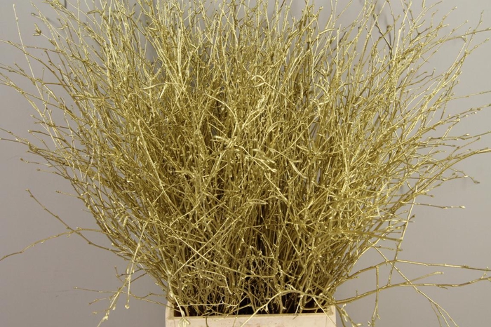 <h4>Betula Bs Paint Ant. Gold FST</h4>