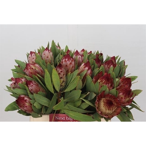 PROTEA ROBIJN