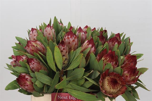 <h4>PROTEA ROBIJN</h4>