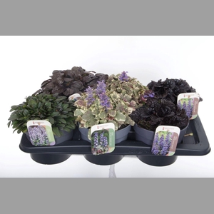 AJUGA REPT