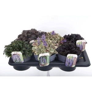 AJUGA REPT