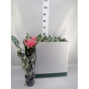 Aechmea fasciata 'Primera'